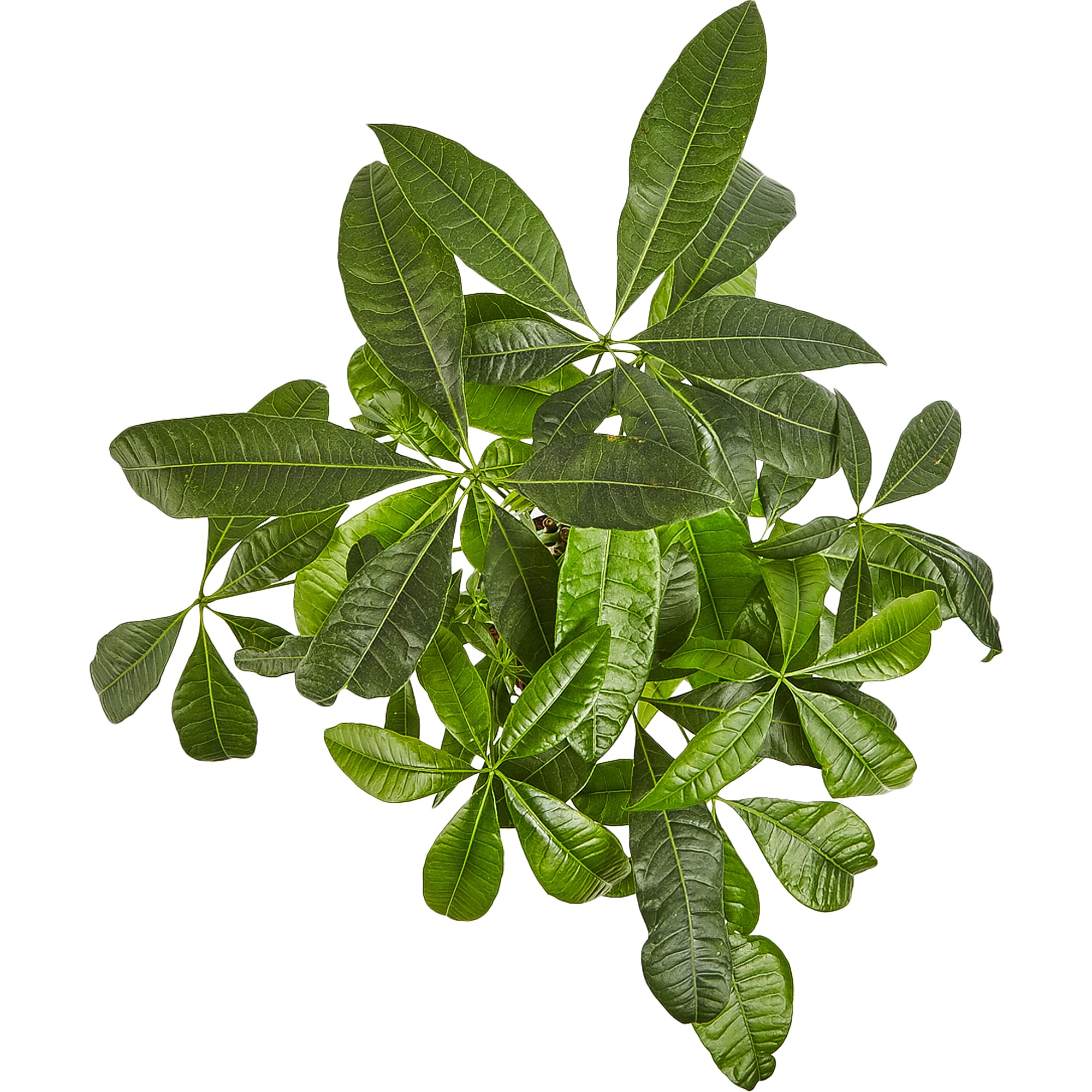 82850371 Пахира 12х45 см Santreyd  - Вид №1