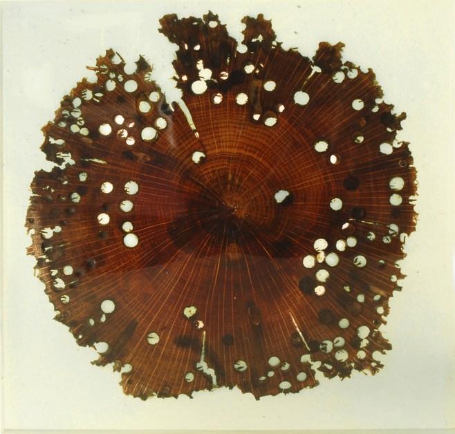 ANTICO TRENTINO Декоративная панель из дерева Briccola Briccole sun-id-1394614 - Вид №4