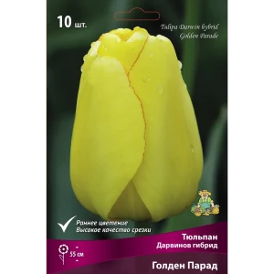 Тюльпан Дарвинов гибрид Голден Парад