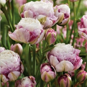 89078330 Тюльпан махровый Дабл Сюрприз луковица 12/, 7 шт.