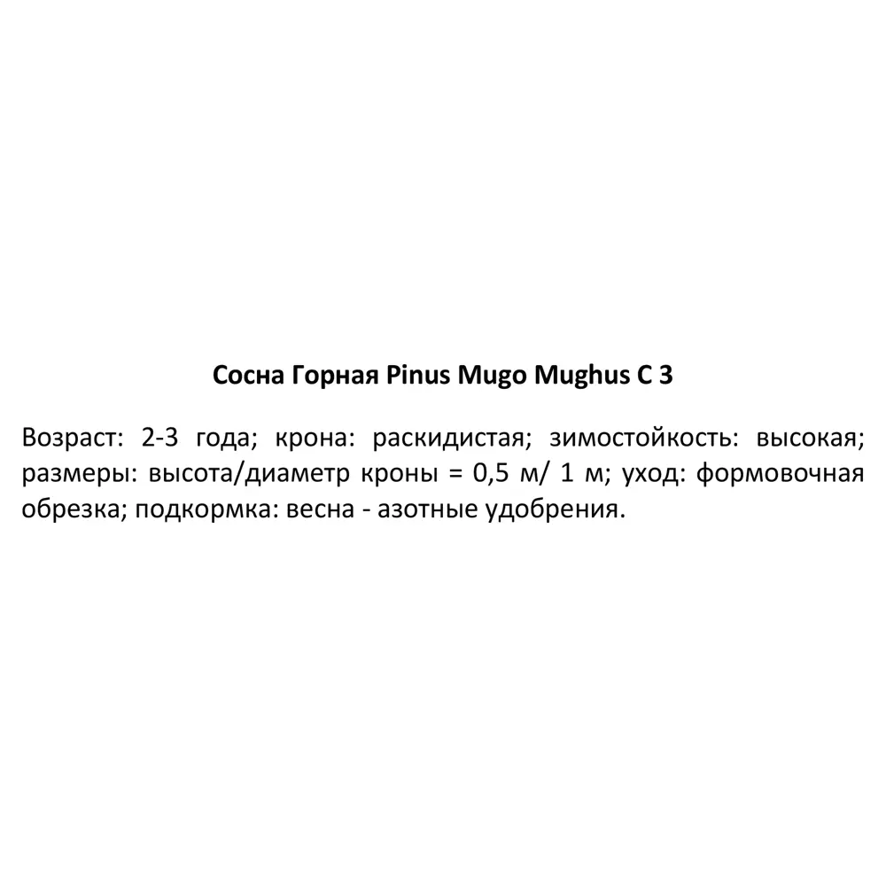 Сосна горная Мугус ø19 h40 см 85440401 STLM-2010560 PLANTMARKET  - Вид №2