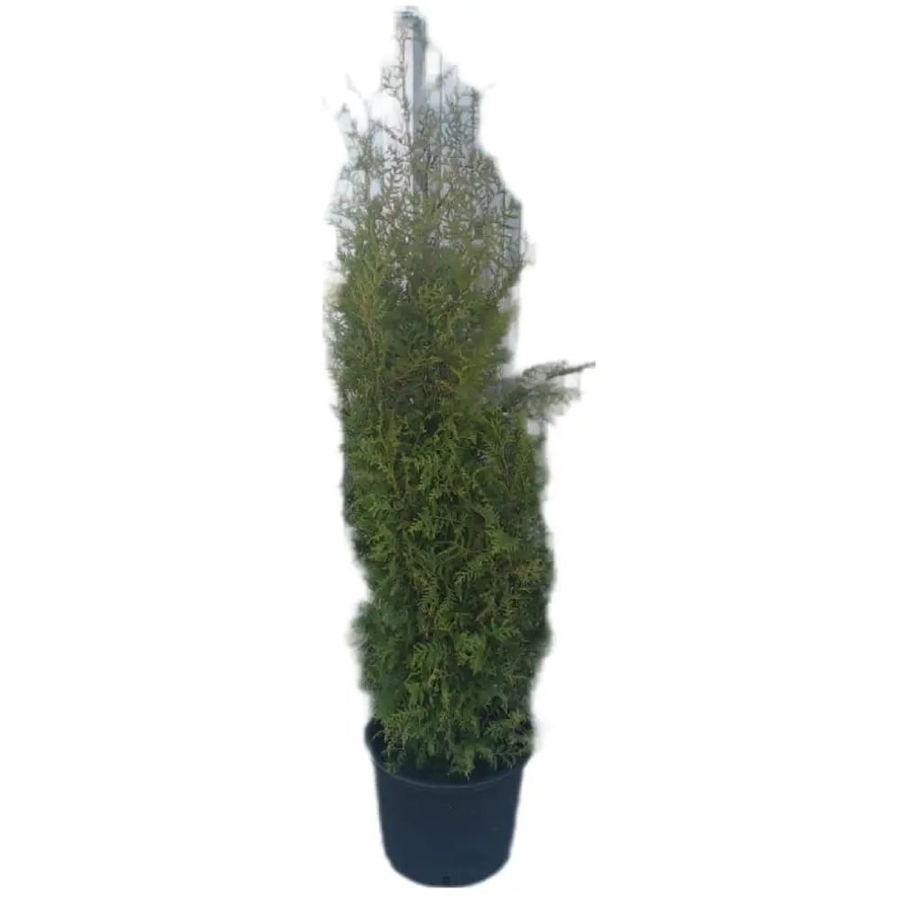 Туя западная Брабант ø25 h160 см 84722190 STLM-2079489 Santreyd 