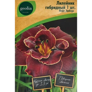 Лилейник Geolia гибридный Найт Эмберс 86408706 STLM-2204346