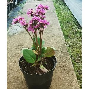 Бадан гибридный микс - декоративный кустарник для сада 89392147