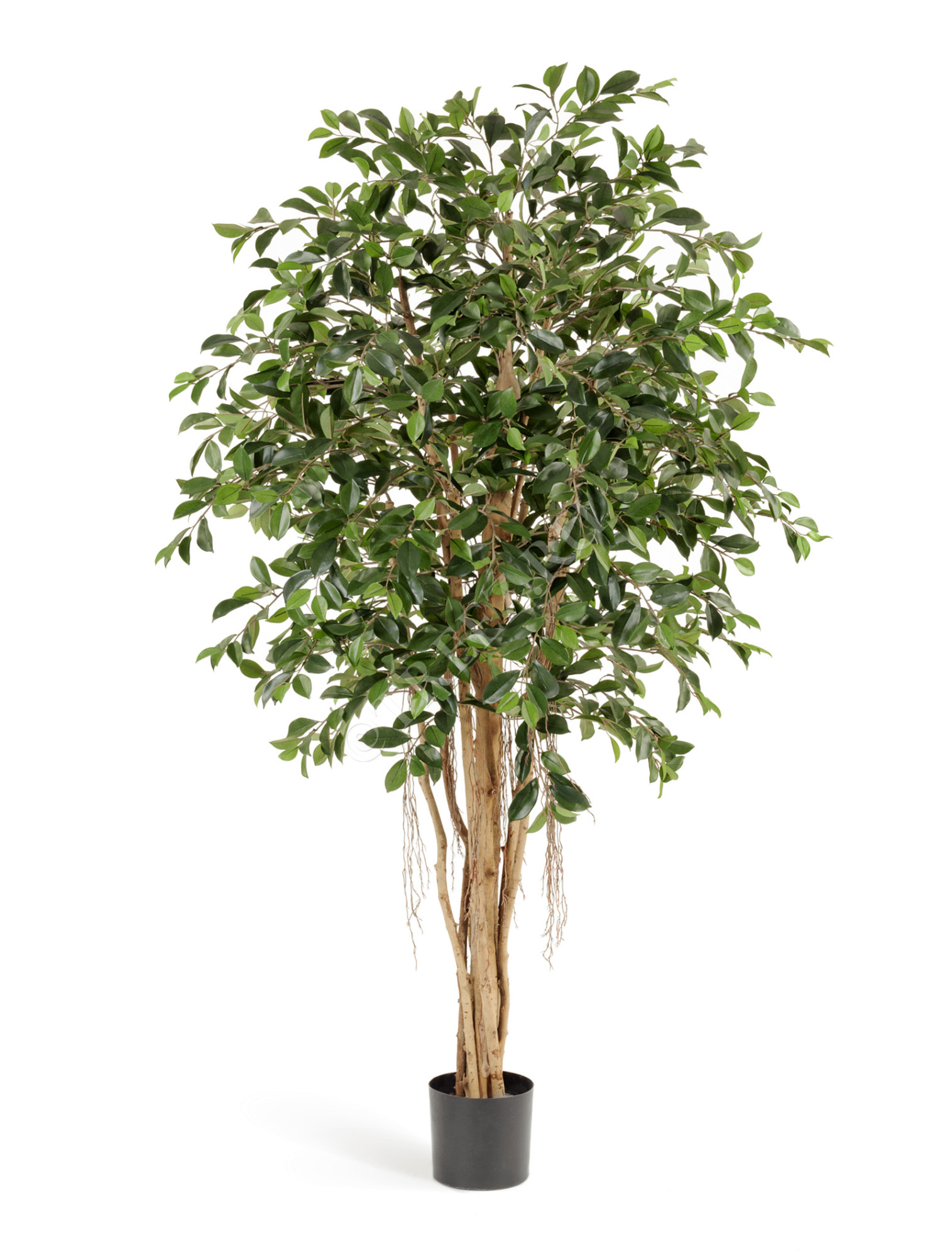 10.32906N Фикус Ретуса Цветочная коллекция 