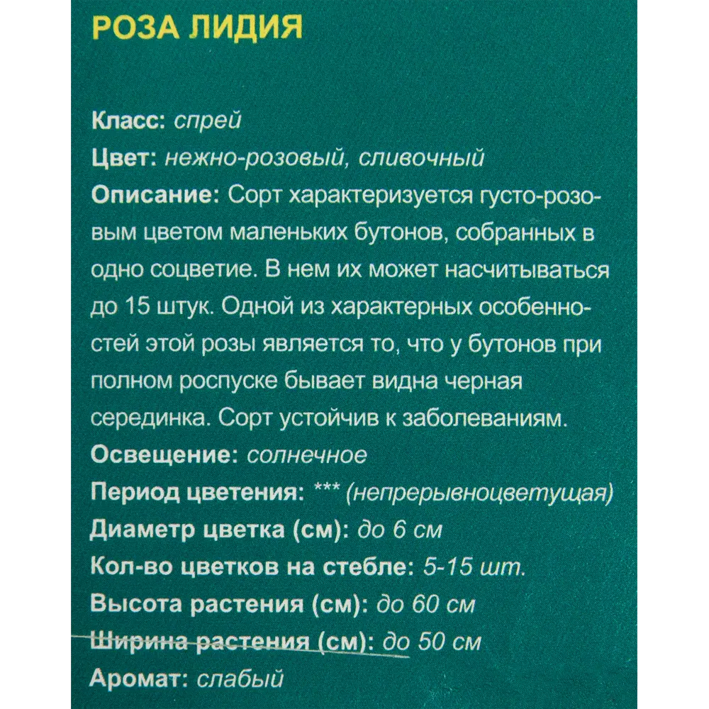 Розы полиантовые в ассортименте 84584035 STLM-2093760 Santreyd  - Вид №1