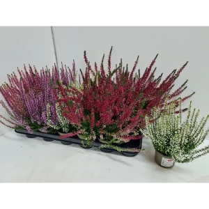 Вереск Гарден Герлз - декоративный кустарник для сада ø9 h15 см 89022302