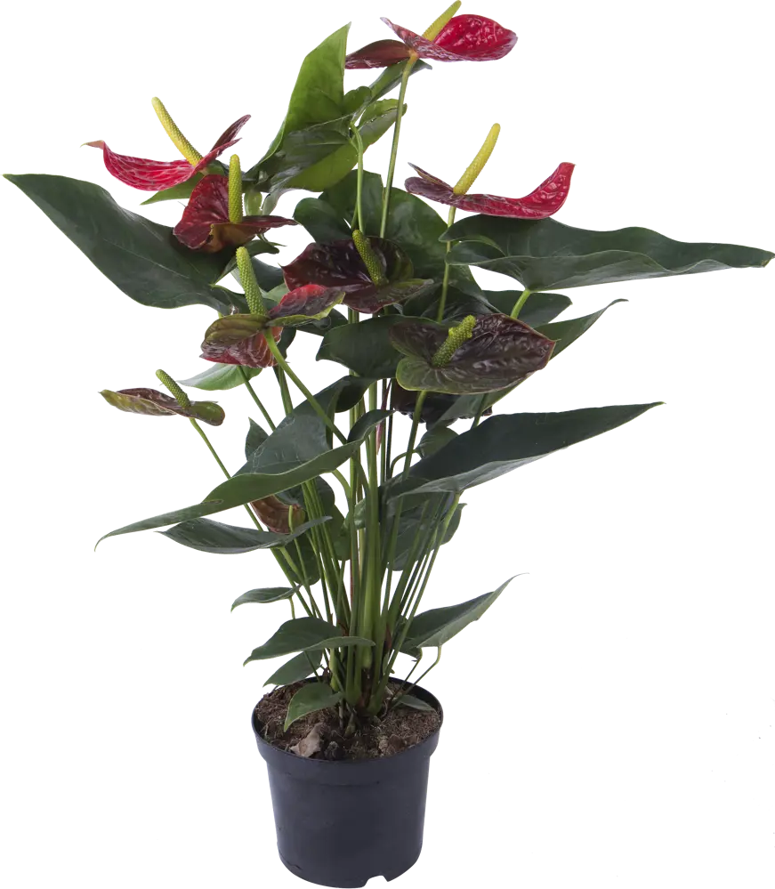 Santreyd Антуриум Дакота - Цветок фламинго с алыми соцветиями 14031393