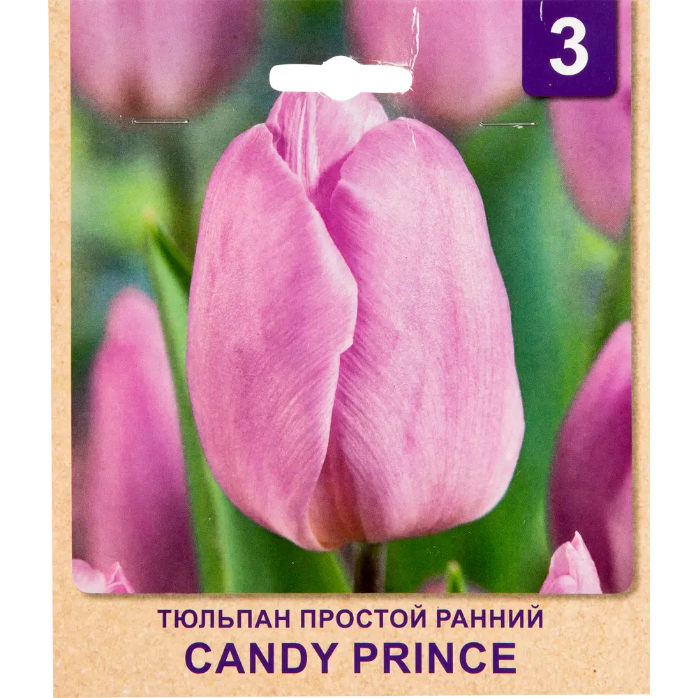 Тюльпан «Candy Prince» размер луковицы 10/11, 3 шт. 82365358 STLM-2145316 Santreyd 