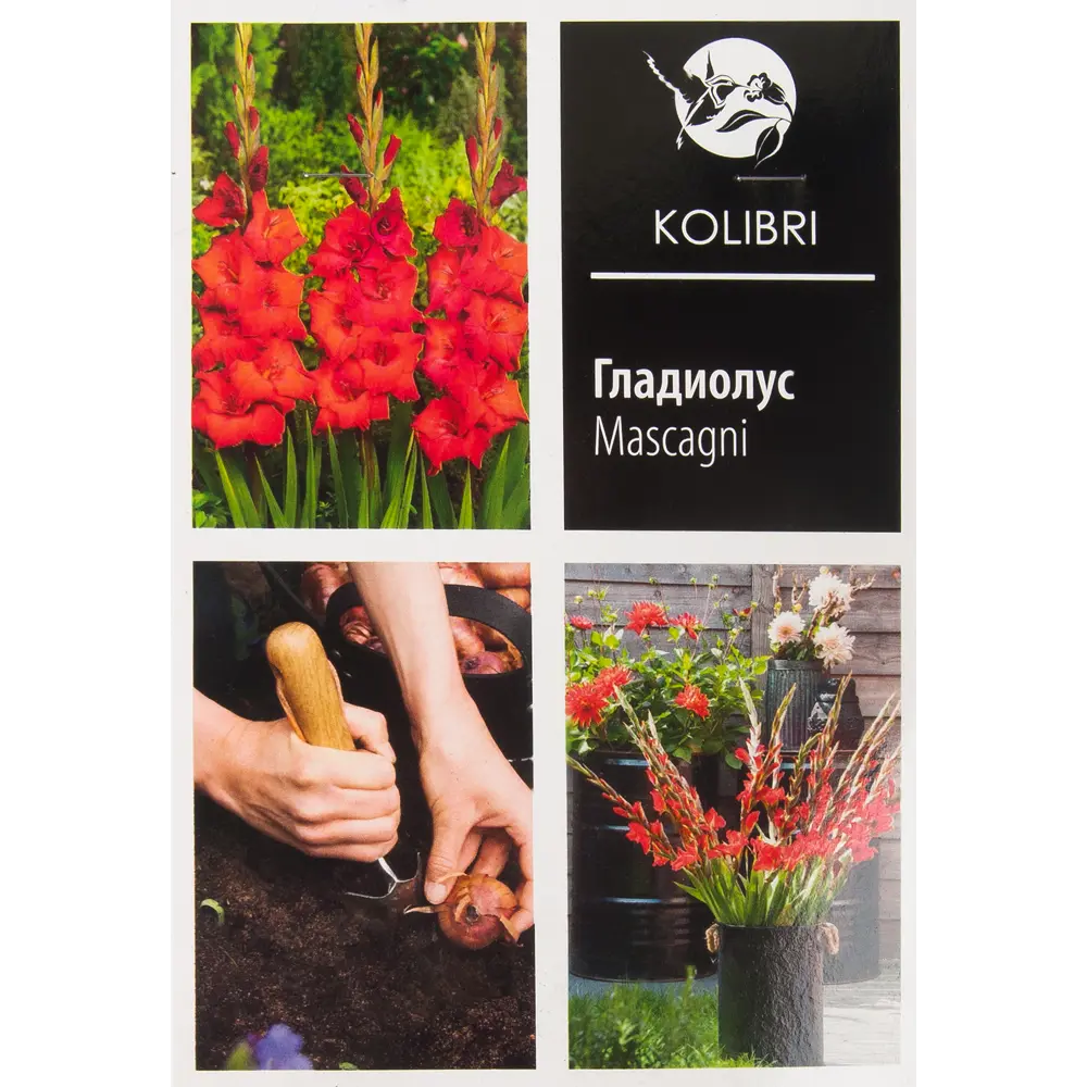 Гладиолус крупноцветковый «Маскагни» 82539347 STLM-2136453 КОЛИБРИ 