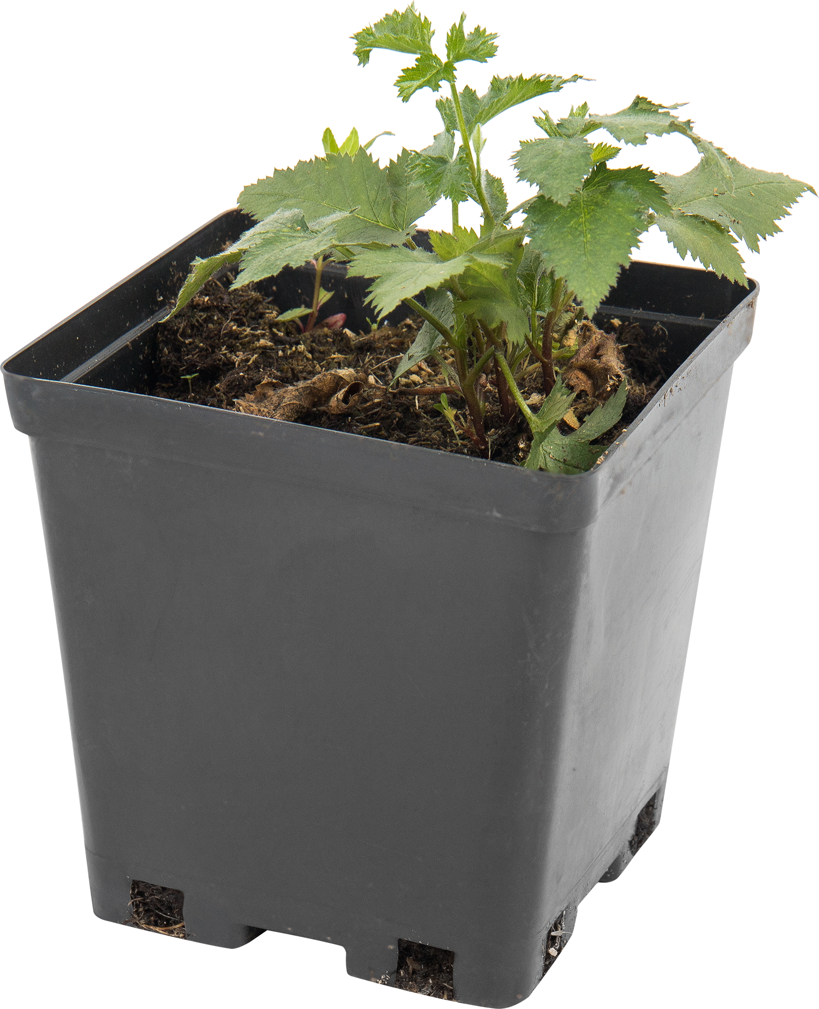 Саженец ежевики «Дарроу» — урожайный сорт для сада 82597071 Santreyd STLM-0030987