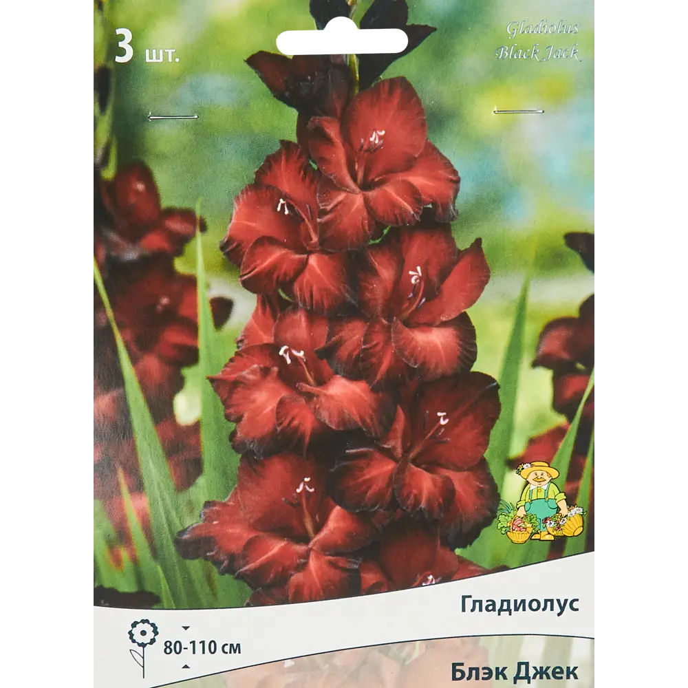 Гладиолус крупноцветковый Блэк Джек, 3 шт 86410038 STLM-2195096 ПОИСК 