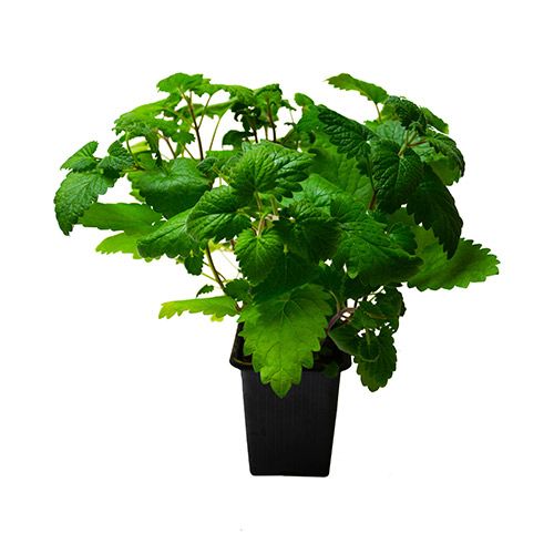 ПР0031631 Кошачья Мята в горшочке Трава для кошек 