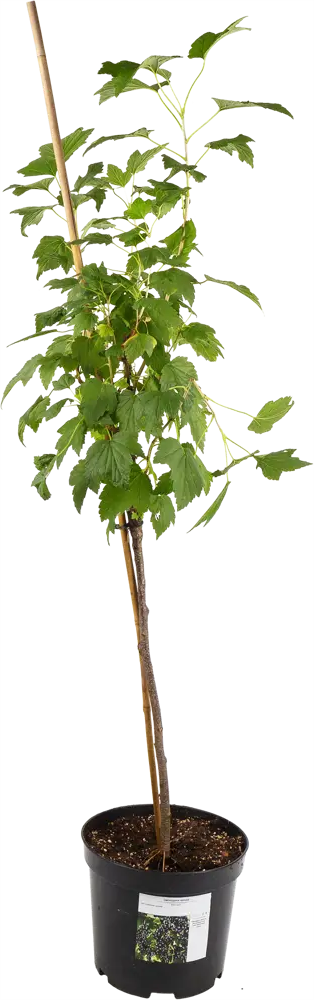 Смородина чёрная Бинар от Santreyd - витаминный кустарник для вашего сада 82585440