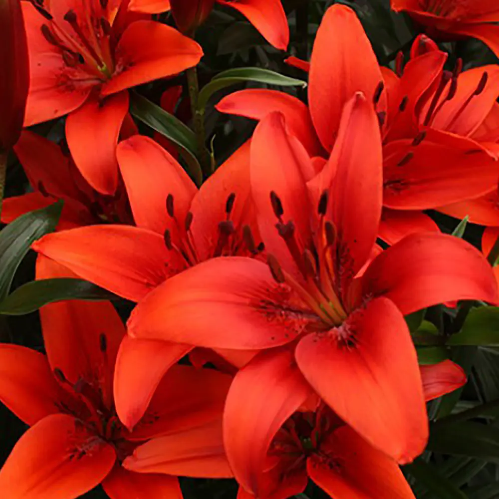 Лилия «Red», 12х14 см GEOLIA STLM-2187033