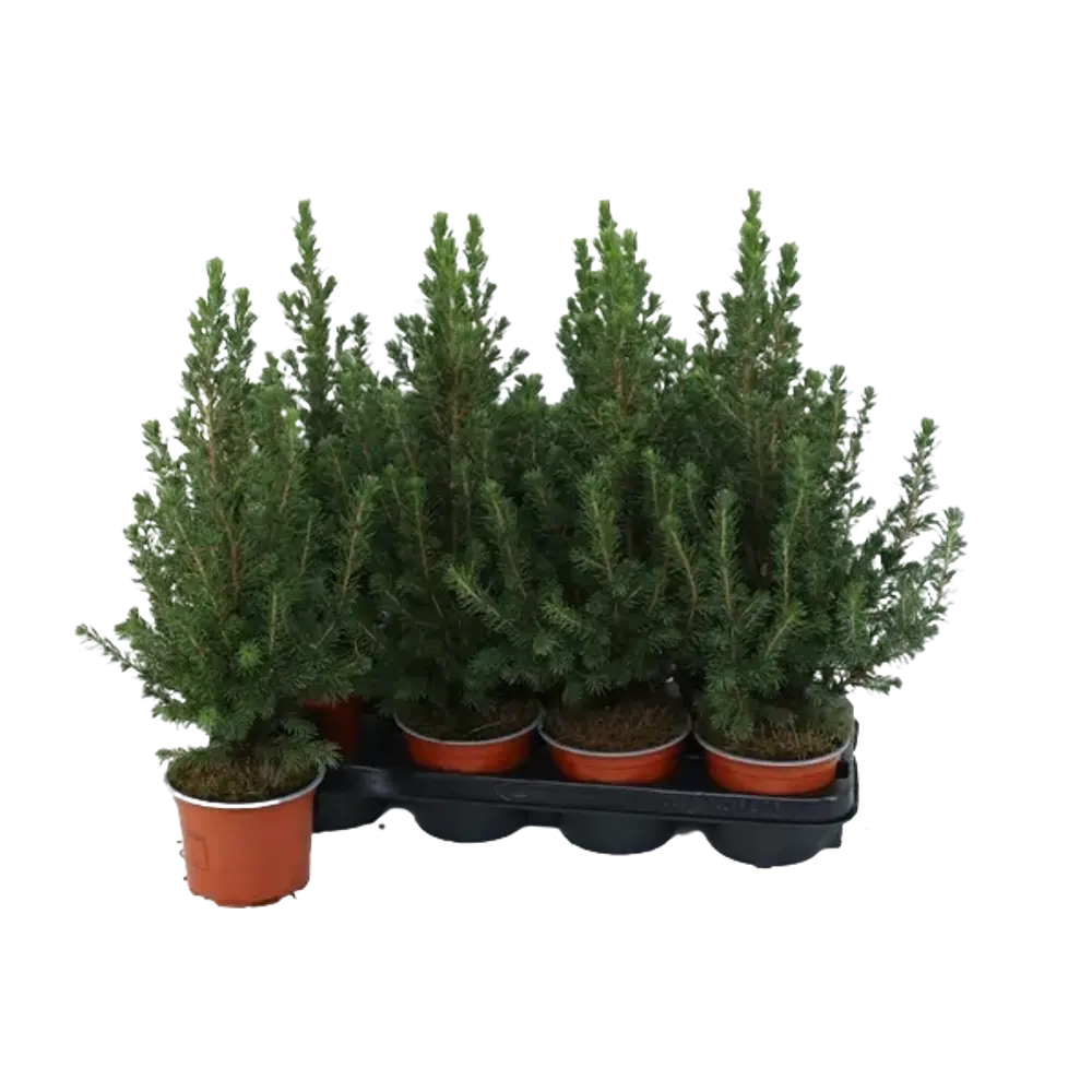 Ель Глаука Коника ø13 h35-40 см Santreyd STLM-2194388 - Вид №1