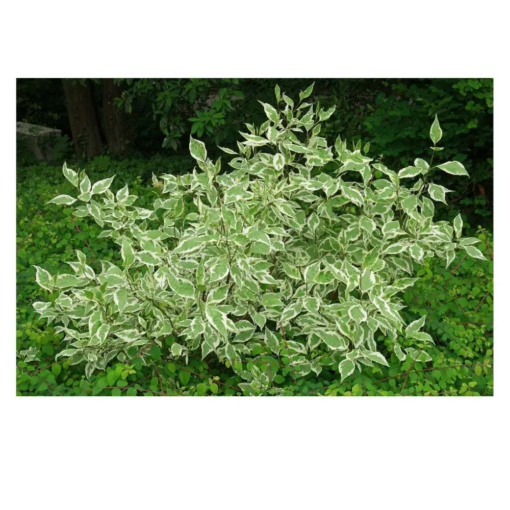 Дерен белый Аргентеомаргината ø15 h35 см 89365279 STLM-2038309 PLANTMARKET 