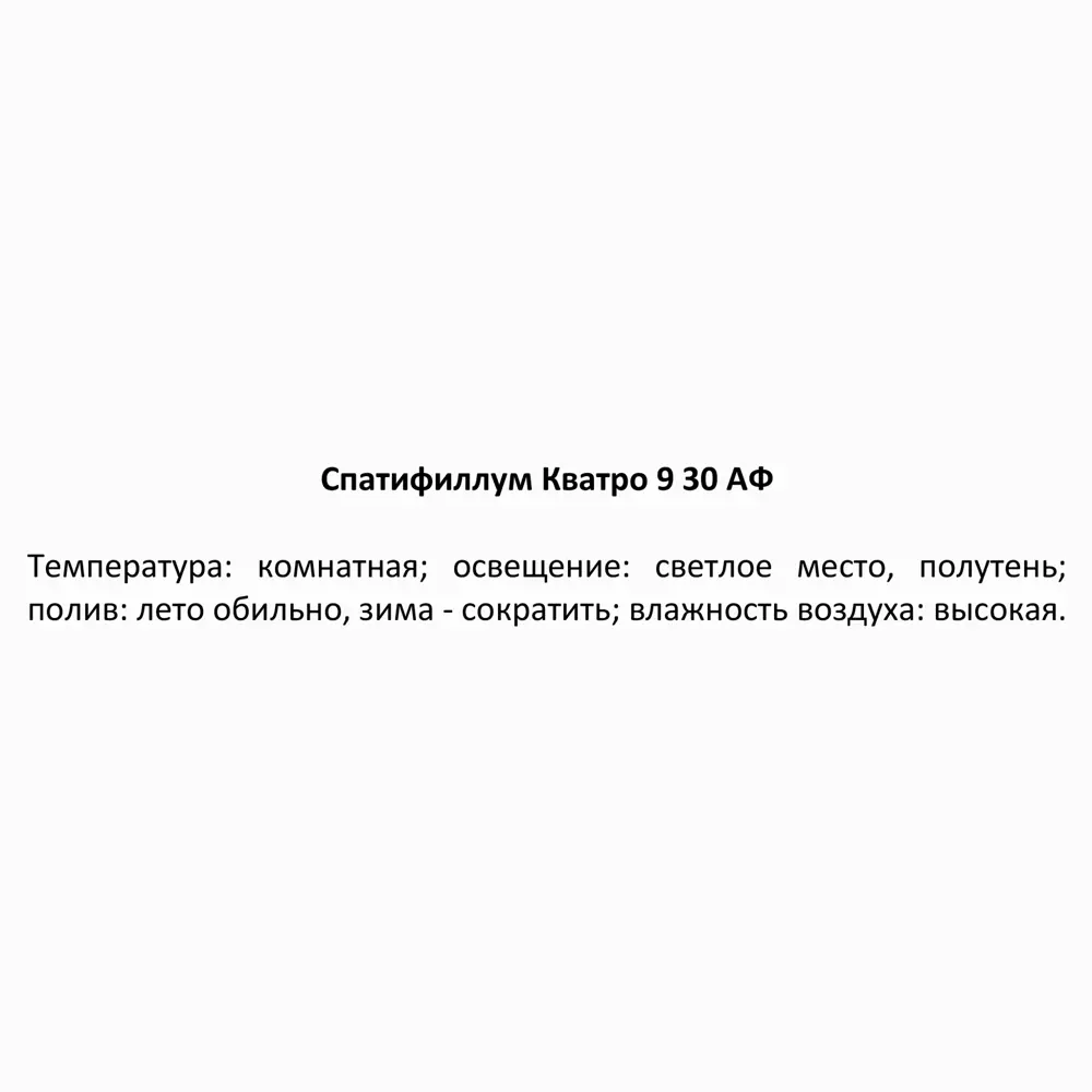 Santreyd Спатифиллум Кватро — изящное комнатное растение с белыми цветами 85324986 STLM-0061543 - Вид №3