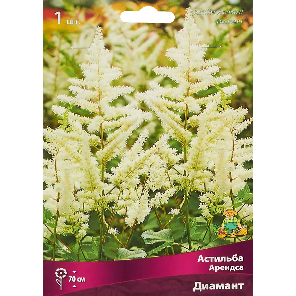 Астильба «Арендса», с капером микс Santreyd STLM-2026105 - Вид №1