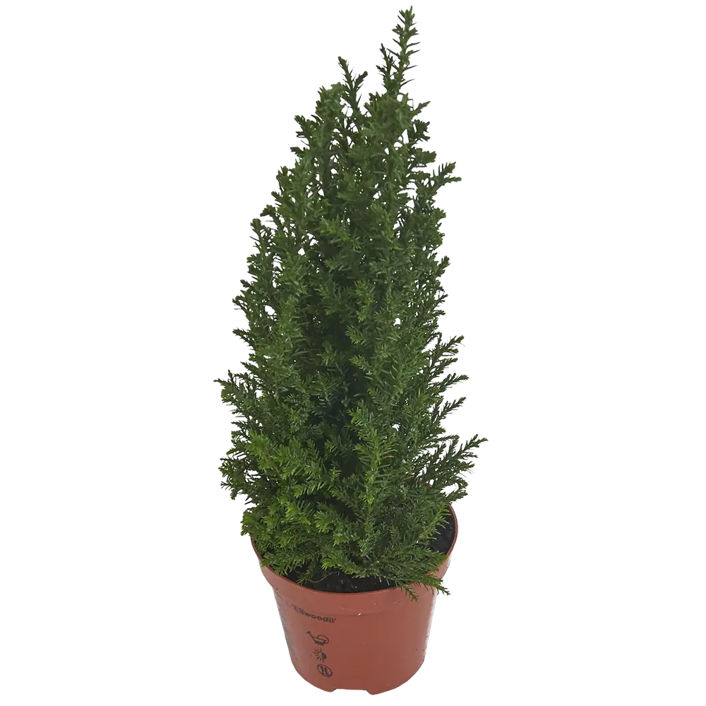 Кипарисовик Элвуди 9x35 см Santreyd STLM-2136955