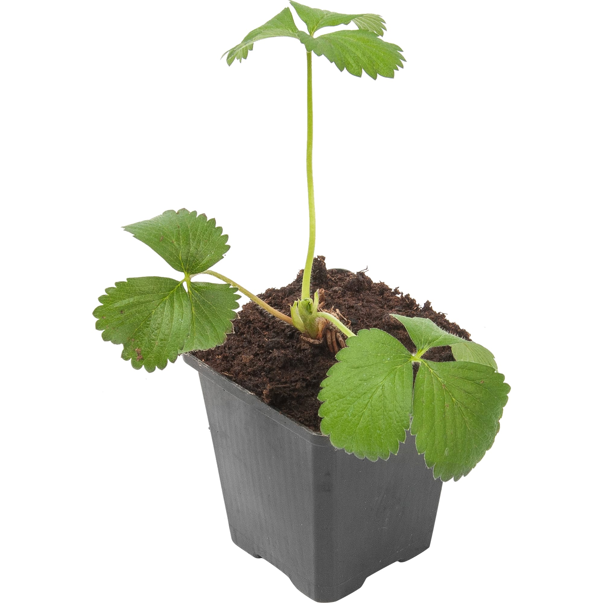 82625835 Земляника микс 9x15 см Santreyd 