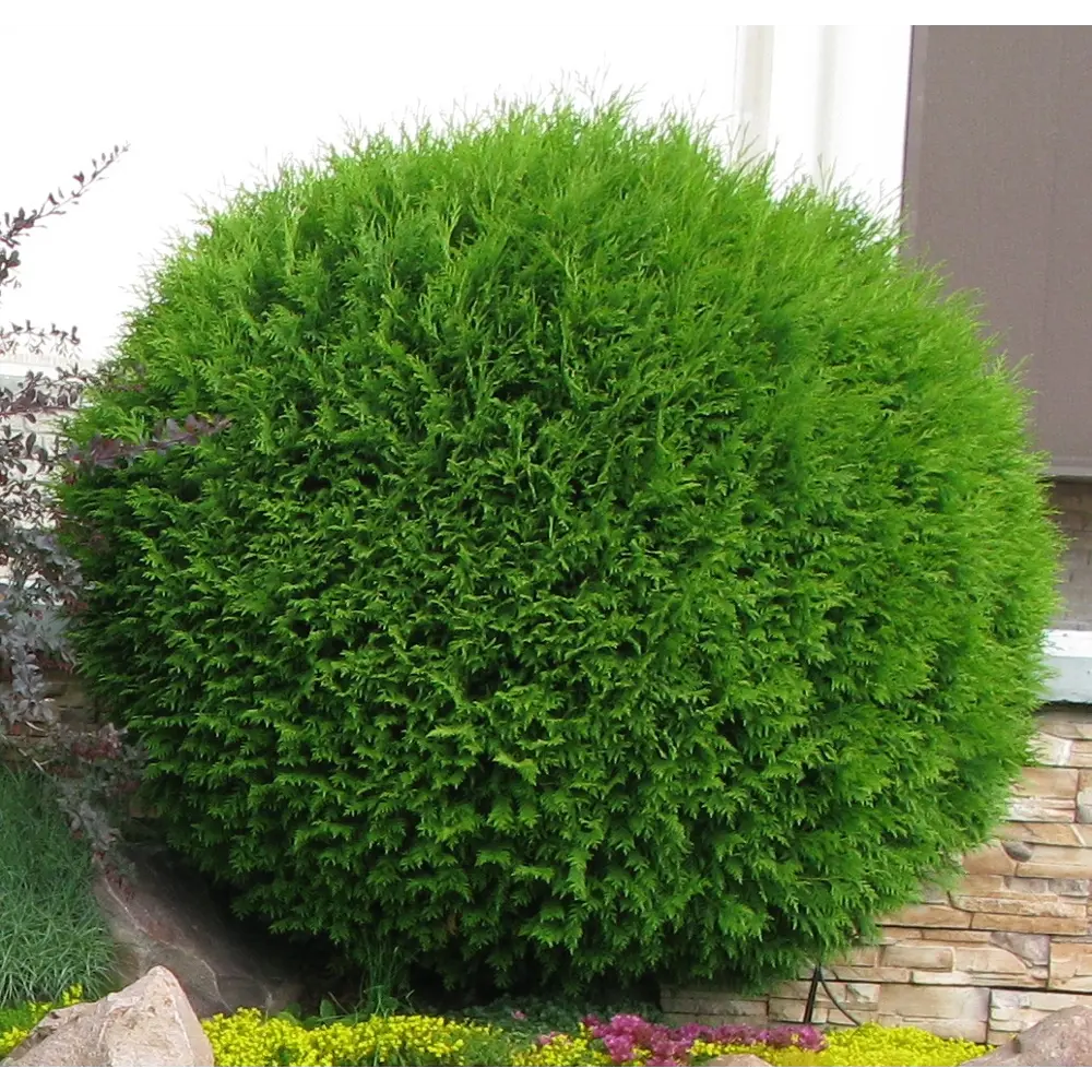 Туя западная Даника ø15 h35 см 84659518 STLM-2076329 PLANTMARKET 