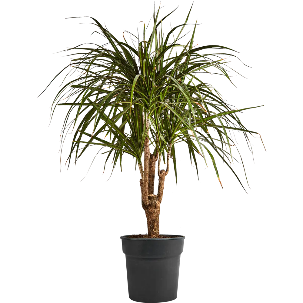 Драцена Гавайская Santreyd ø24 h90-110 см - комнатное растение для озеленения 87819508 STLM-0949714