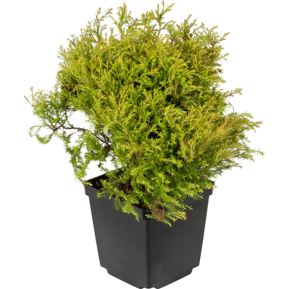 Туя западная «Рейнголд» C2 20-25 см 82174070 STLM-2138725 PLANTMARKET 