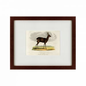 Литография на тонированной бумаге 42х52 см A roebuck, 1830 КАРТИНЫ В КВАРТИРУ  135640 Белый;коричневый;разноцветный