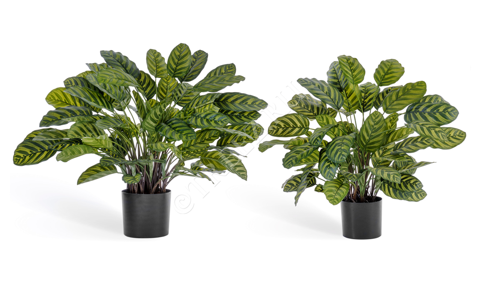 20.1014XL Калатея крупнолистная в горшке Цветочная коллекция 