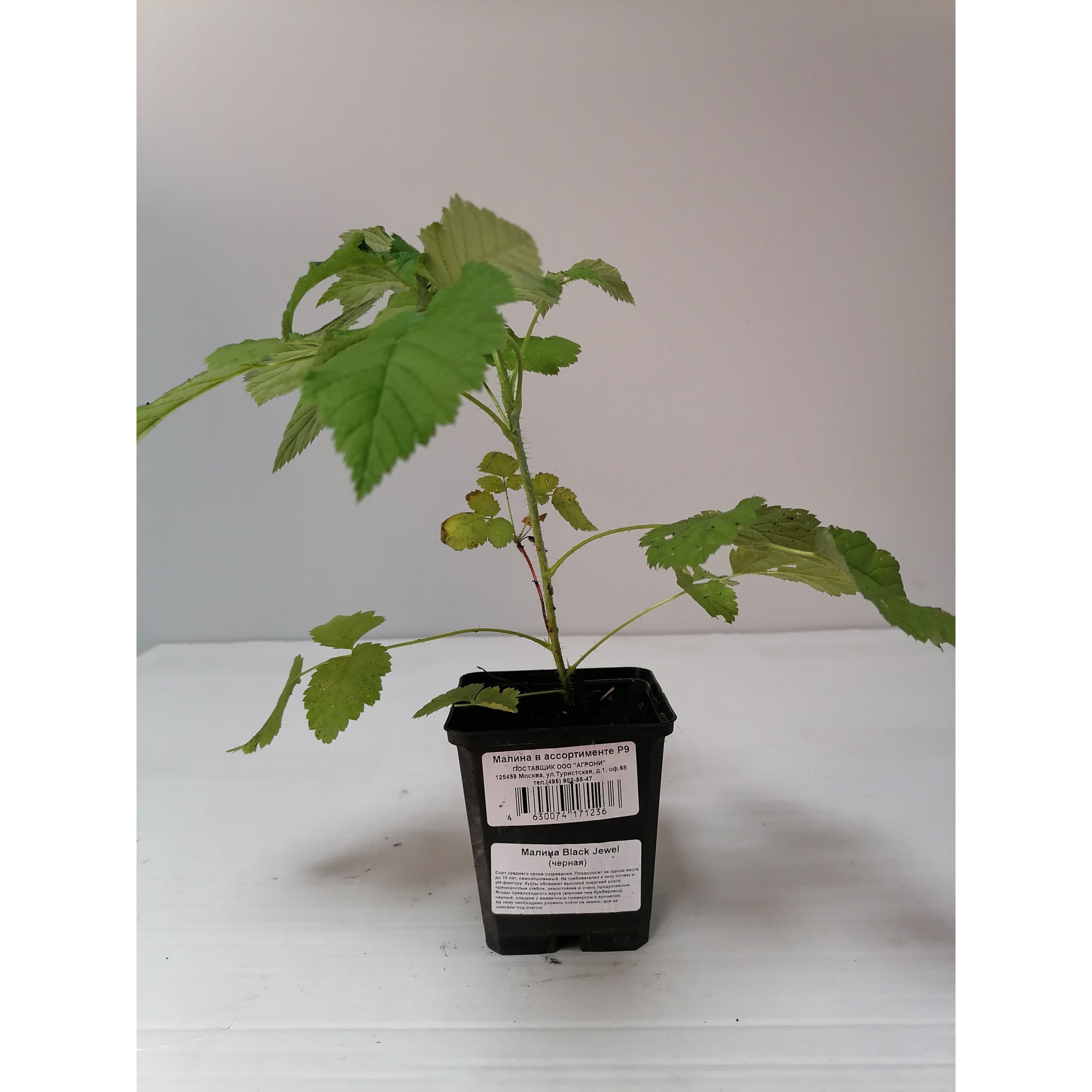 82879788 Малина в ассортименте Р9 Santreyd  - Вид №2