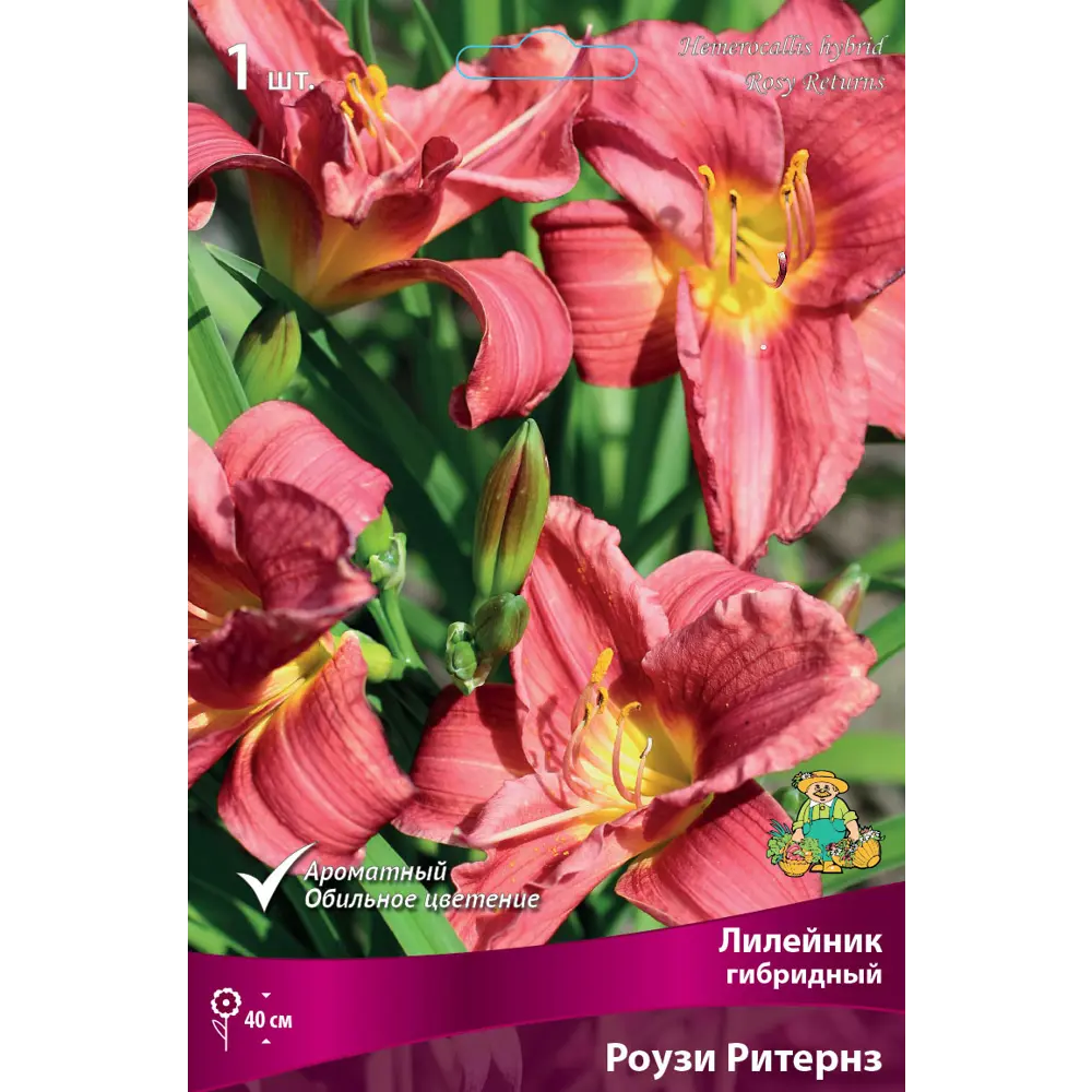 Лилейник гибридный «Роузи Ритернз» разбор I 82661831 STLM-2130227 Santreyd 