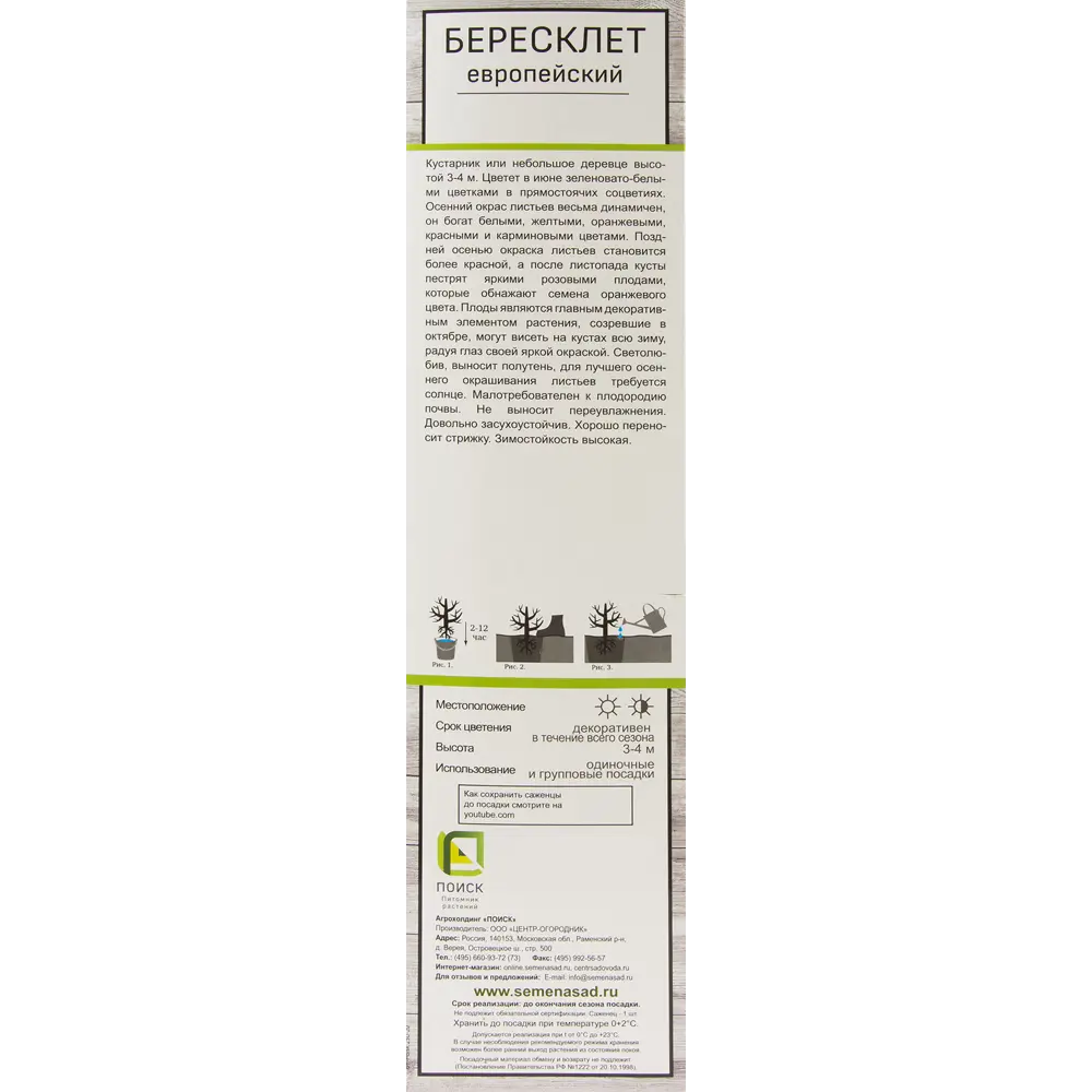 Бересклет Европейский h37 см 81951284 STLM-2004377 Santreyd  - Вид №1
