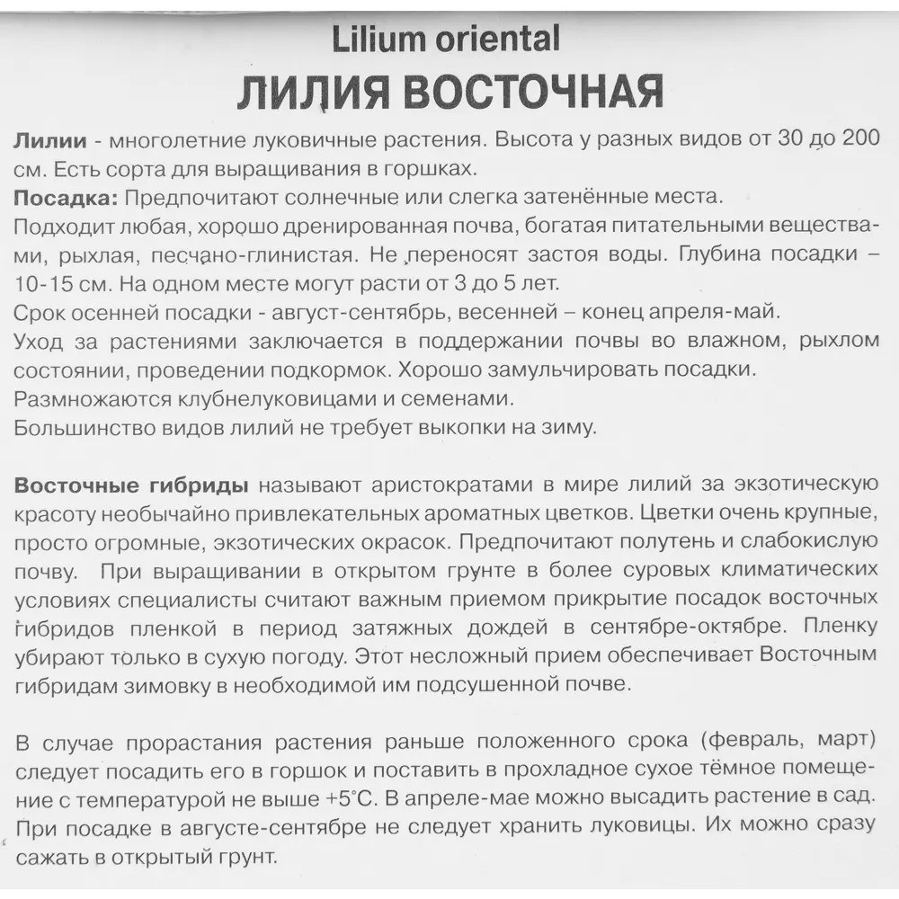 Лилия восточная Виртуозо 1 шт. 83588540 STLM-2006026 Santreyd  - Вид №2