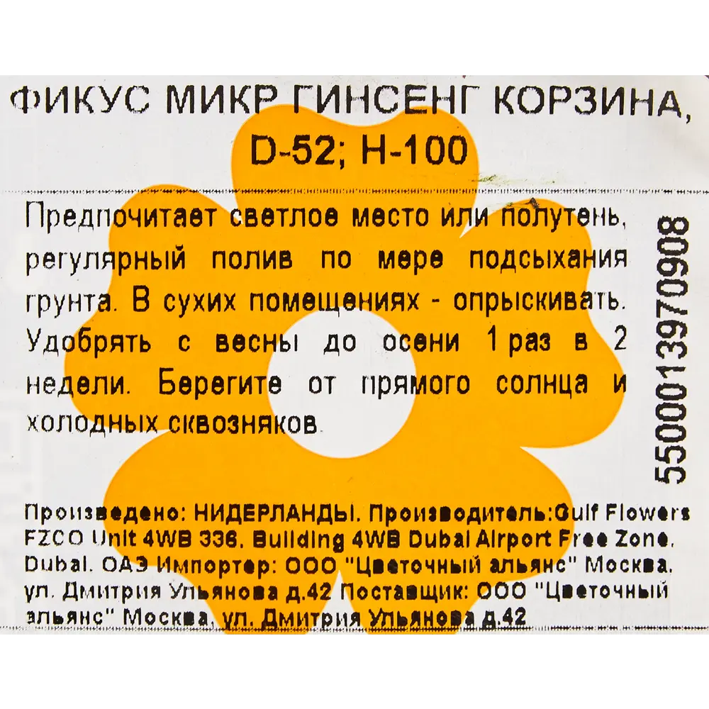 Фикус Микрокарпа Гинсенг в корзине 52x100 см 82849687 STLM-2201933 Santreyd  - Вид №2