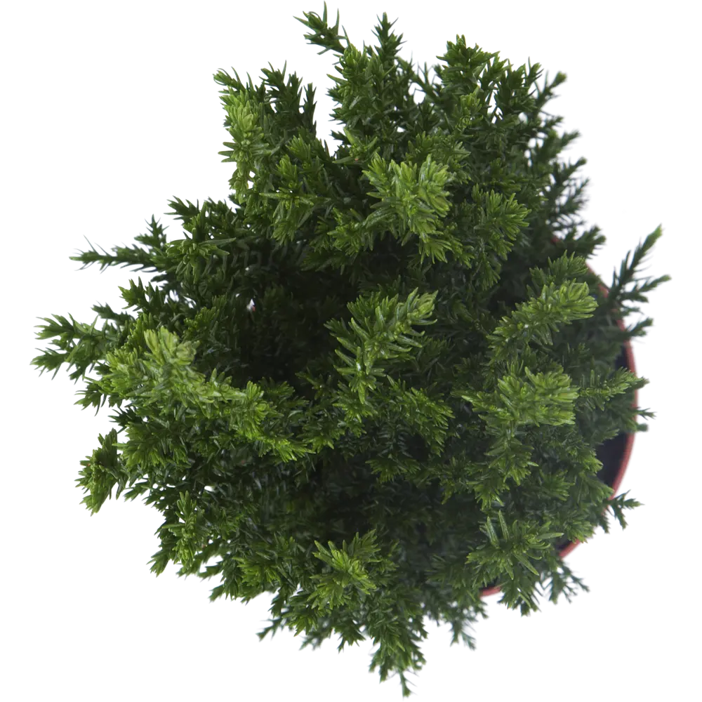 Кипарисовик Элвуди ø9 h32 см Santreyd STLM-2023805 - Вид №6