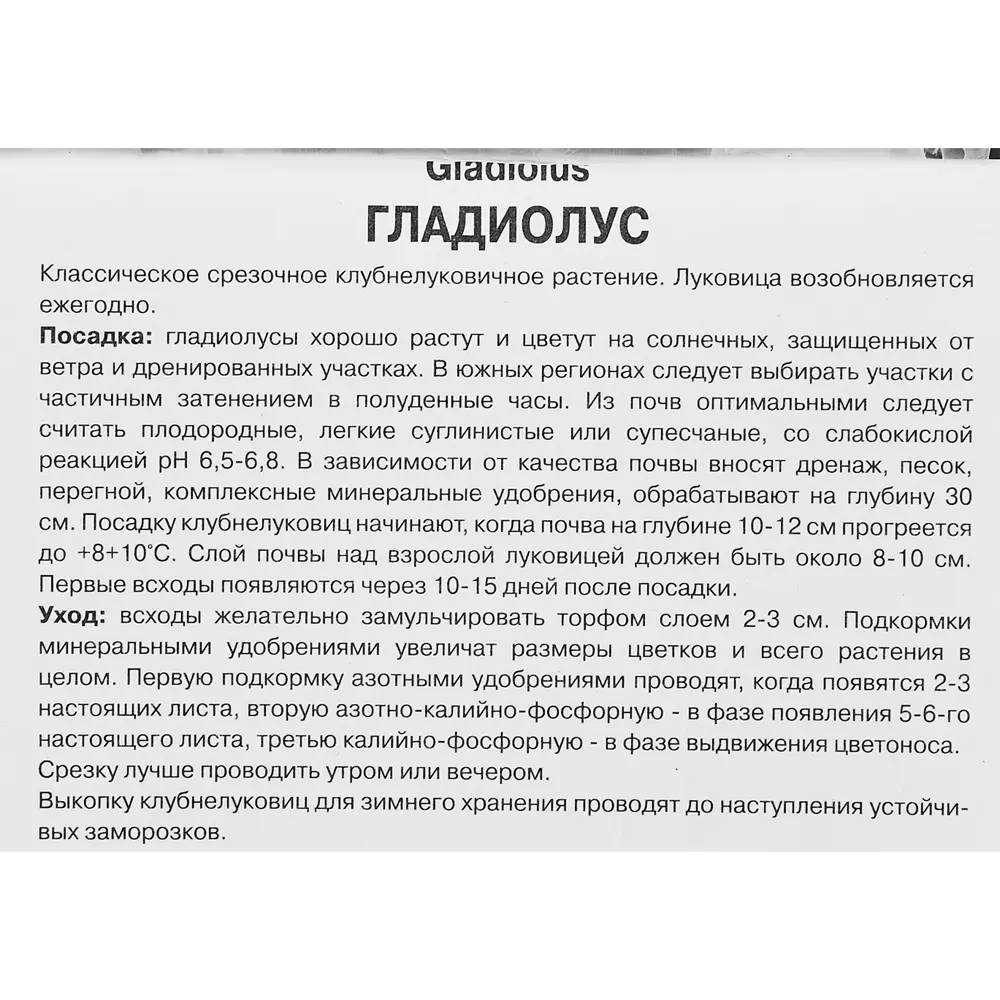 Гладиолус крупноцветковый Вуэльта 5 шт. 89352846 STLM-2125265 ПОИСК  - Вид №2