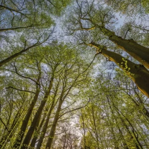 4-522-Canopy Фотообои Komar Vol.15 2.54х1.84 м