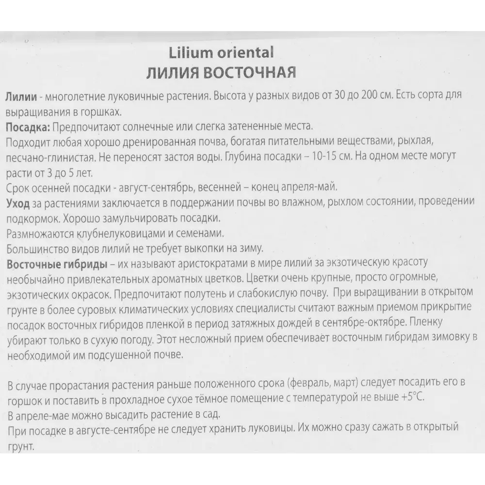 Лилия восточная Чилл Аут 85205764 STLM-2147996 ПОИСК  - Вид №2