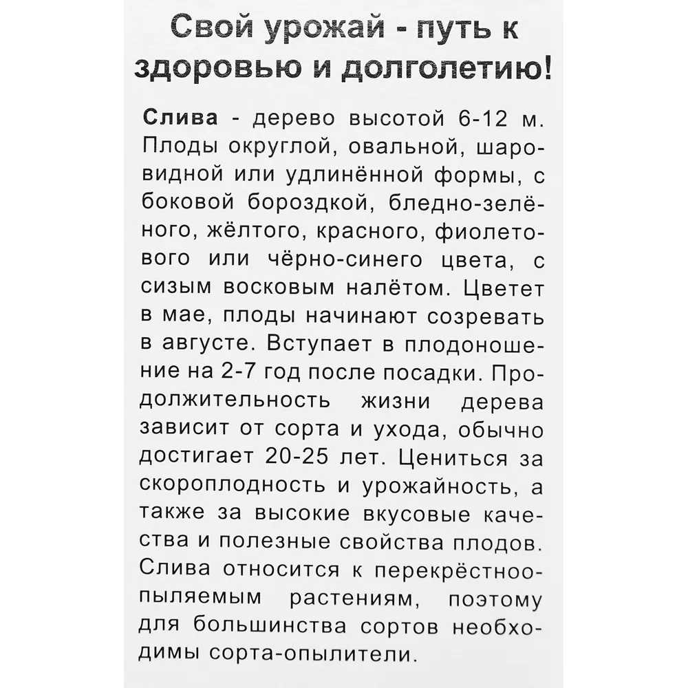 Слива русская Кубанская комета h50 см 89353493 STLM-2036755 Santreyd  - Вид №3