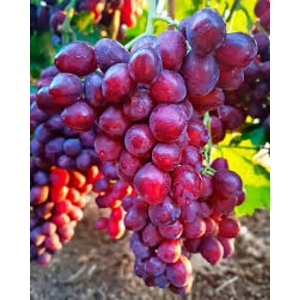 Виноград культурный Велюр PLANTMARKET STLM-2111206