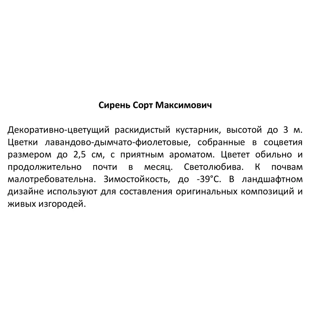 Сирень Максимович ø15 h30 см 85606572 STLM-2149454 Santreyd  - Вид №3