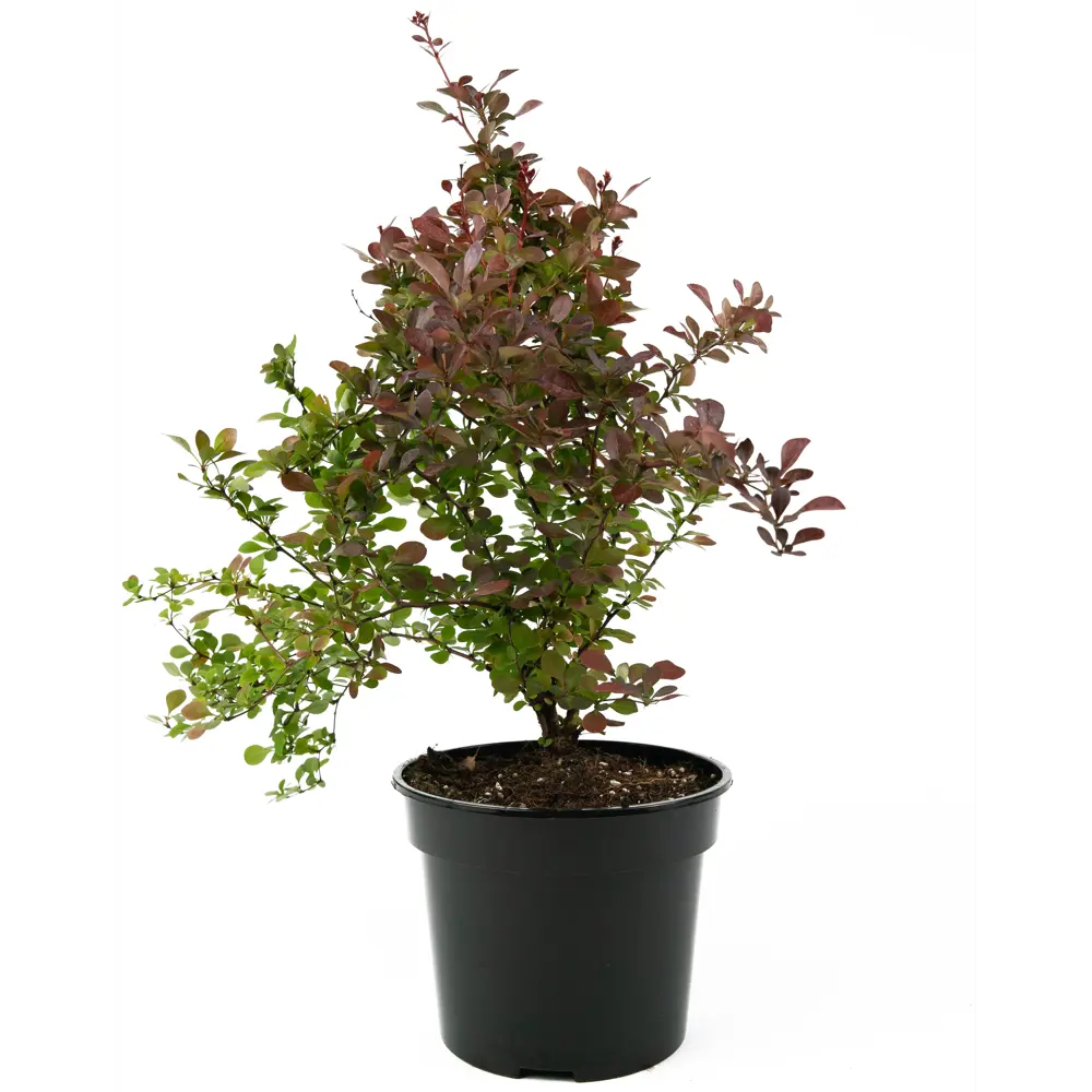 Барбарис Тунберга Atropurpurea 35-55 см 84841607 STLM-2131088 Santreyd  - Вид №1
