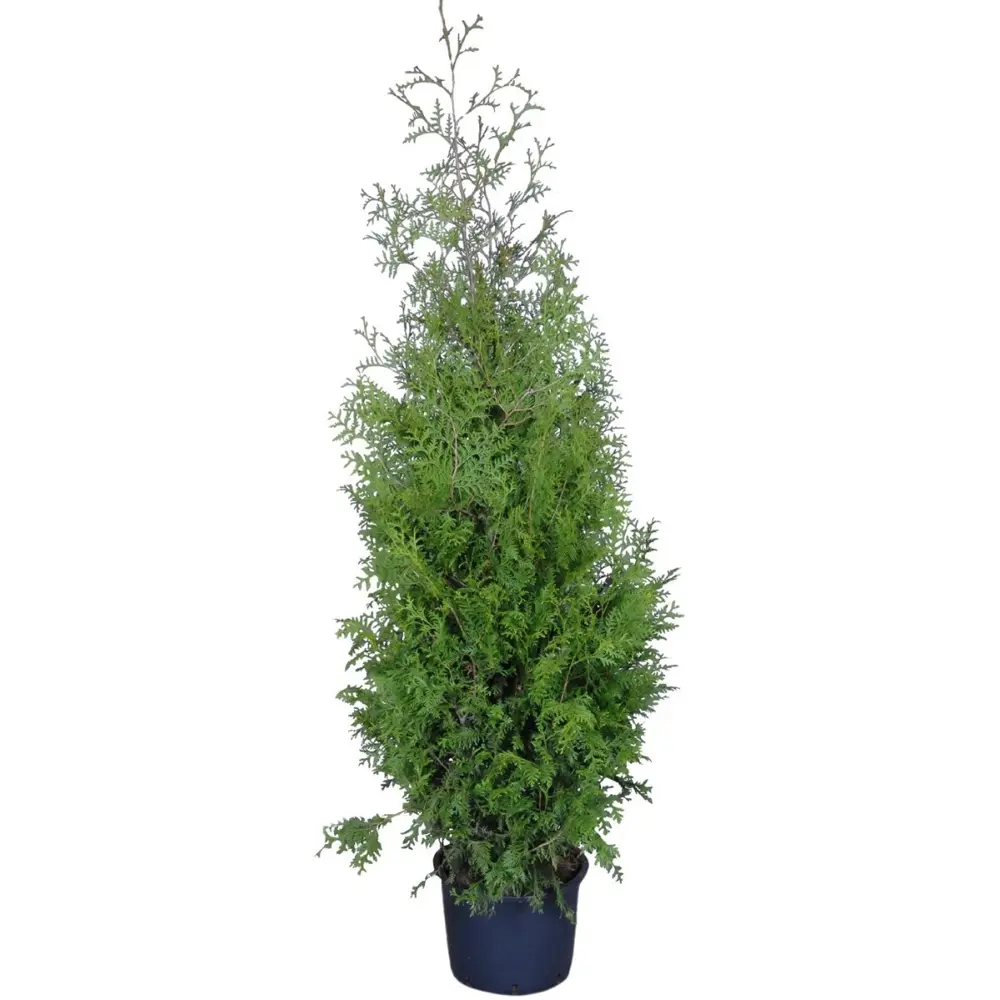 Туя западная Брабант ø19 h60-80 см 84173521 STLM-2092165 Santreyd 