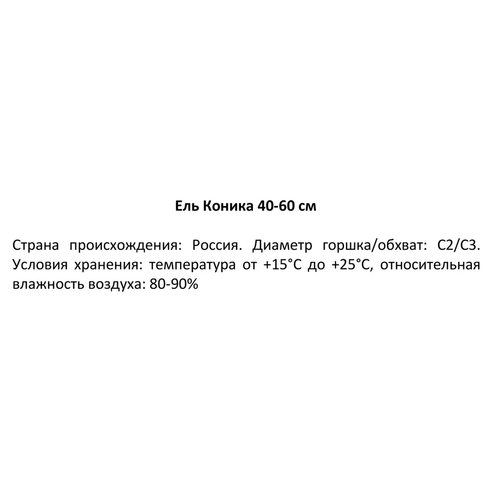 Ель Коника C2 h30-40 см Santreyd STLM-2134234 - Вид №1