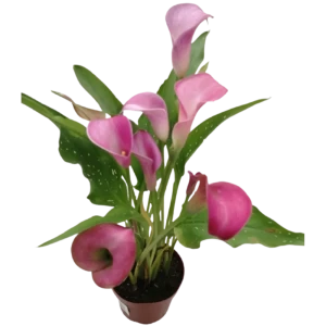 Калла Эфиопская 13x35 см 83098175 STLM-2018987