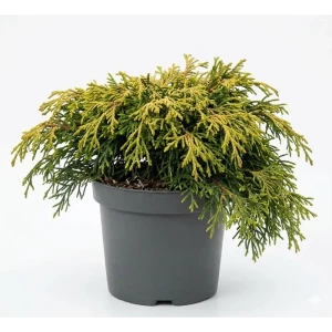 Кипарисовик туполистный Тсатсуми Голд ø23 h20 см