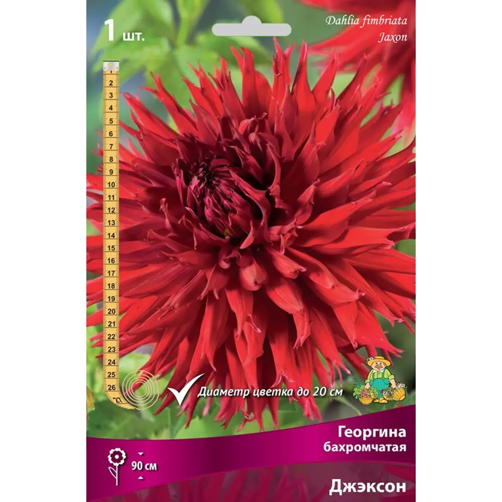 Георгина бахромчатая Джэксон луковица I 83593775 STLM-2151988 ПОИСК 