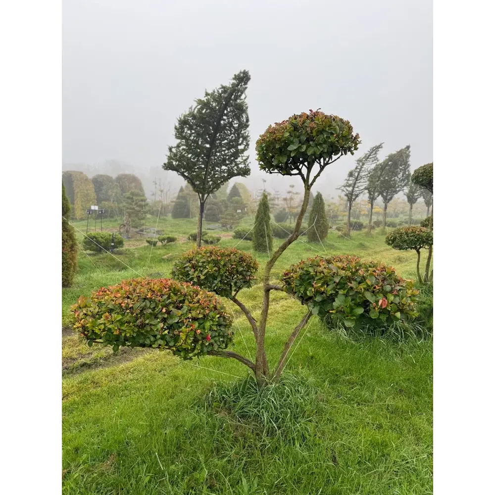 Боярышник Слива Ниваки ø200 - 225 h200 - 225 см Santreyd STLM-2188009