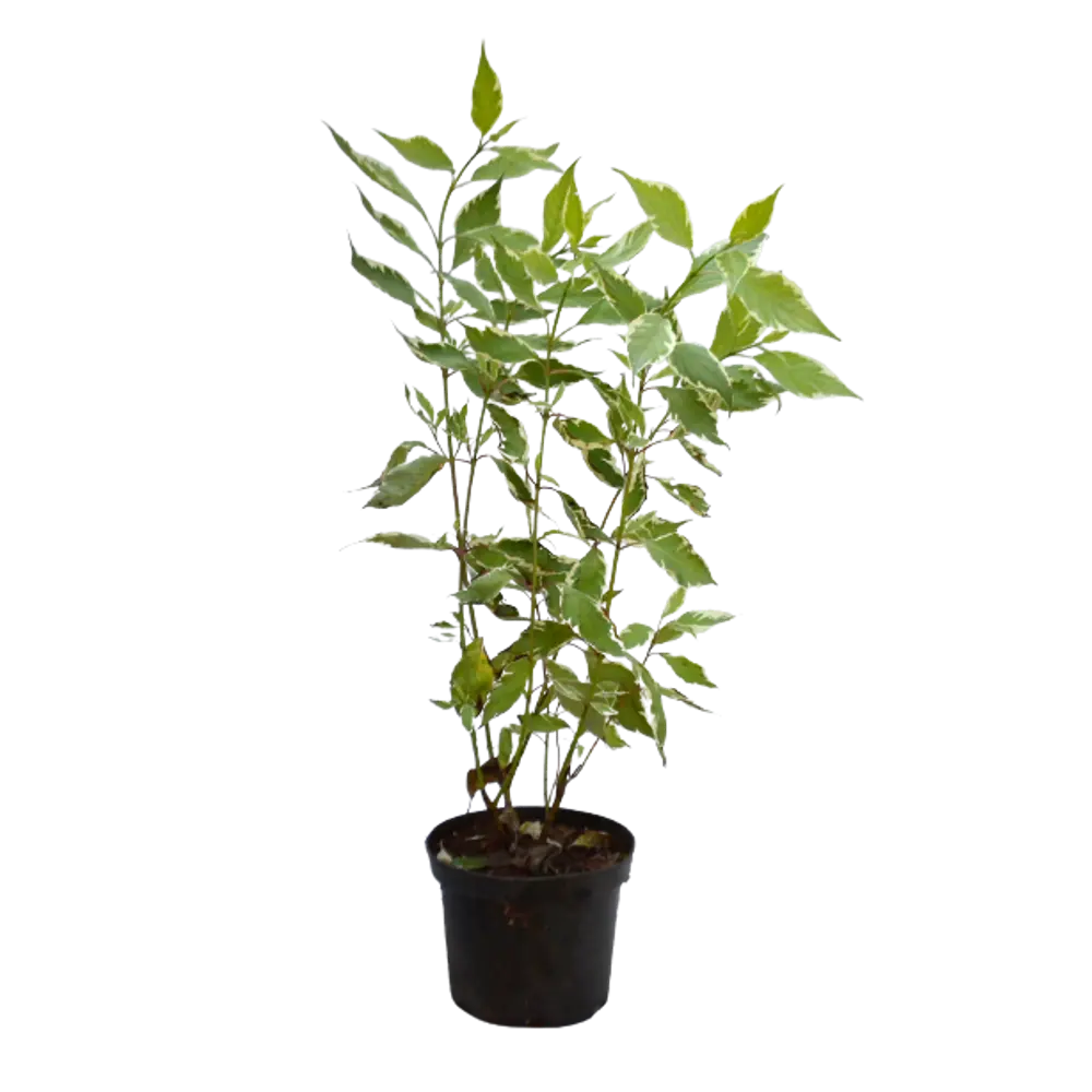 Дерен белый Элегантисима ø15 h35 см 84828763 STLM-2045779 PLANTMARKET 